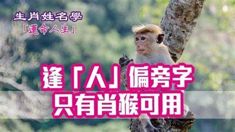 屬猴的名字喜忌|生肖姓名學.....屬猴的人：適合與不適合的字